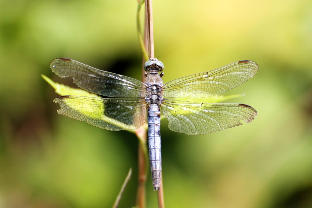 Orthetrum brunneum? No, femmina di Orthetrum coerulescens